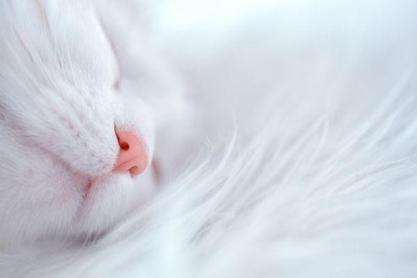 Il sonno: un processo biologico presente in tutte le specie animali superiori